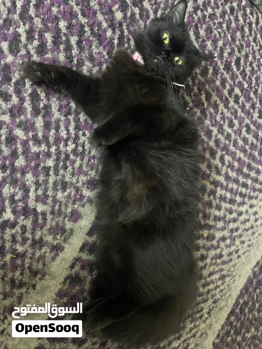 القطه : للتبني / free عمر 9 شهور جنس/ انثى