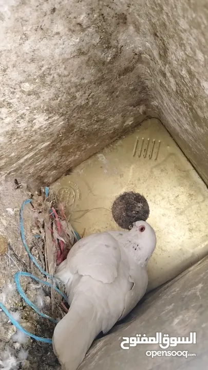حمام  للبيع