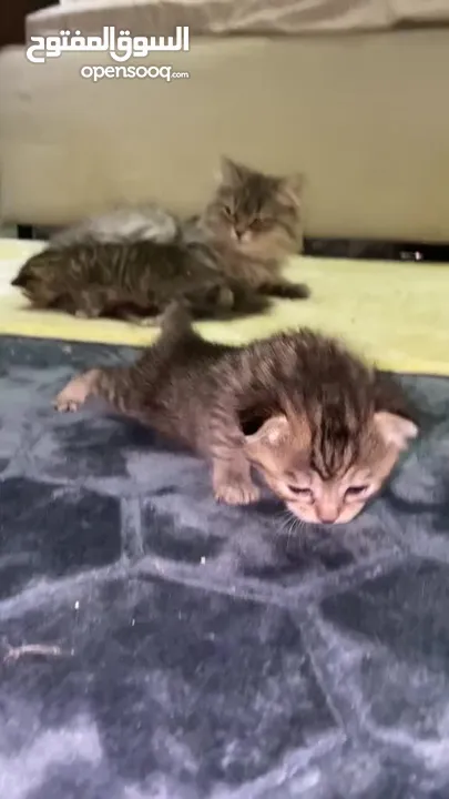 قطة حديثة الولادة مع ثلاث كيتين إناث صحتهم جيدة جداً
