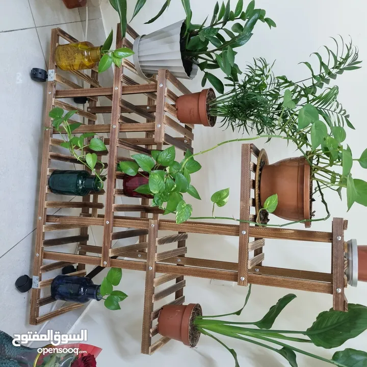 plant and plant stand really beautiful