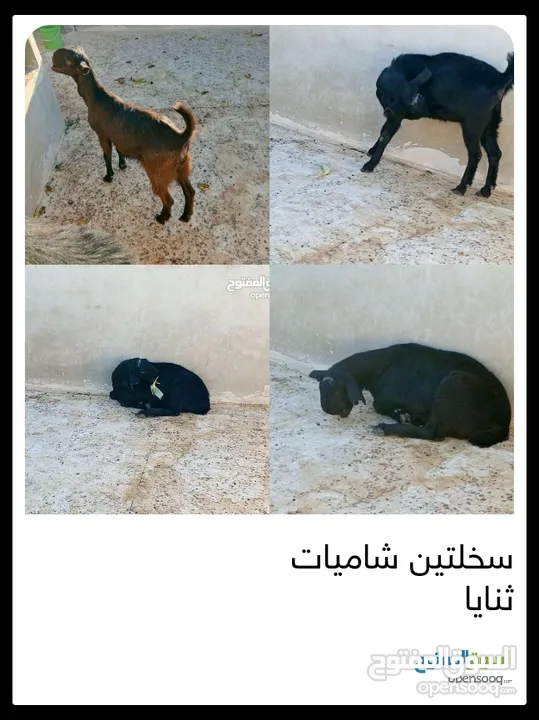 3سخلات وجدي