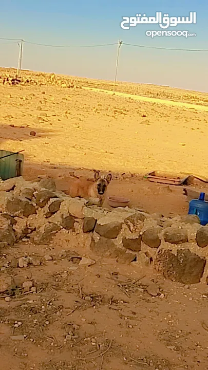 بسم الله ما شاء الله جرو بندوق مالينو نخب شرسسس جداااا شغل حراسة والسعر حرف 70دينار الموقع المفرق