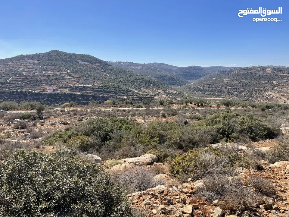تملك قطعة ارض 5 دونم في اعلى جبال بني زيد طابو فلسطيني A والتنازل مباشرة