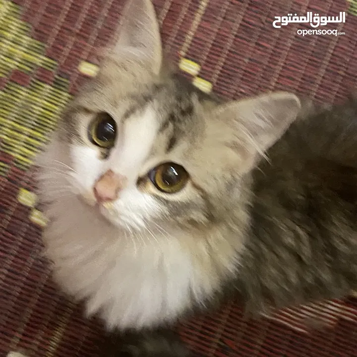 قطط للتبني cats for adoption