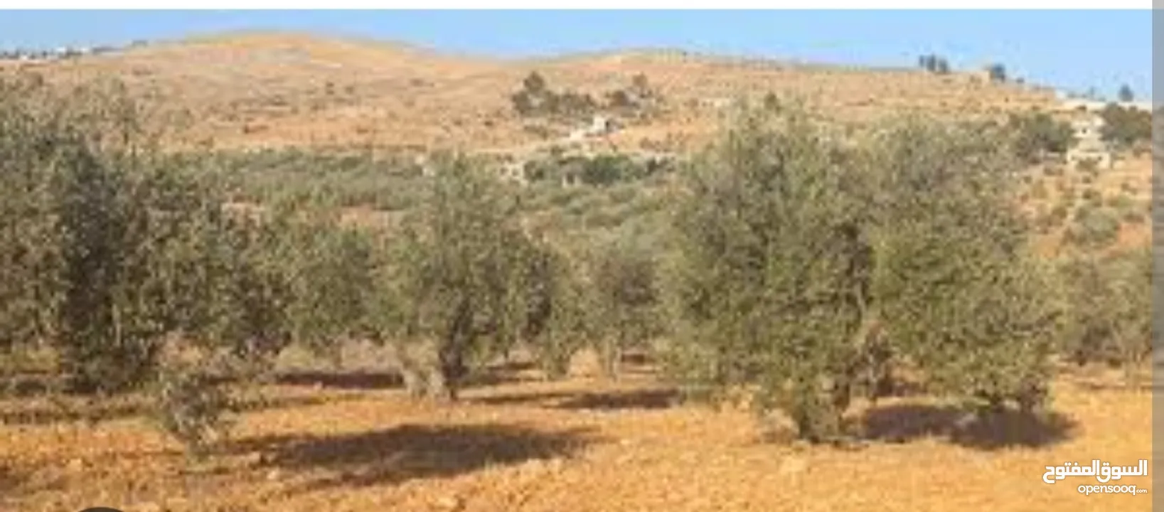 قطعة ارض بسعر مغري ي بلاش مرتبة ومعمرة