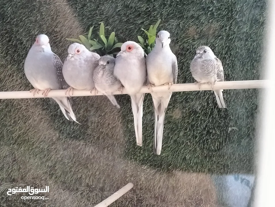 حمام ماسي فراخ