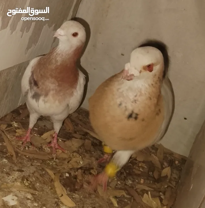 حمام جواز بصلات على نبي الحبه ب دينارين واغلبو تحتيو فراخ وبيض