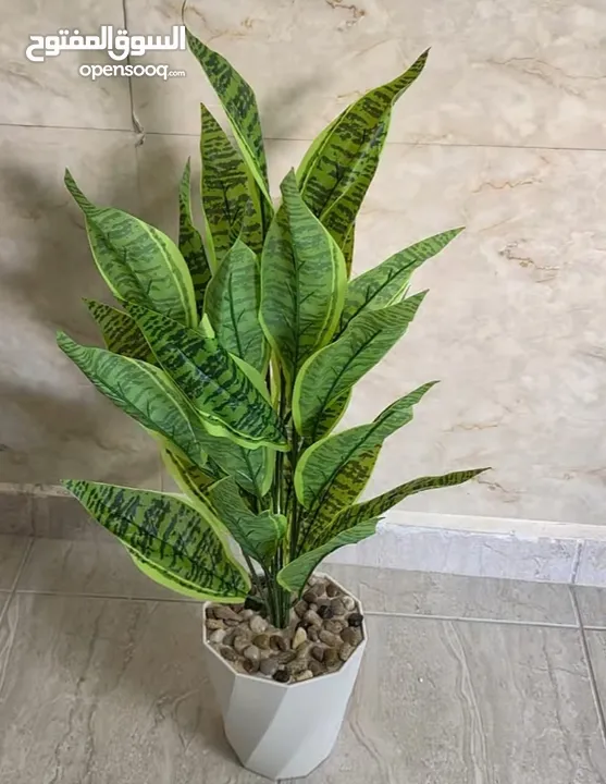 اشجار زينه