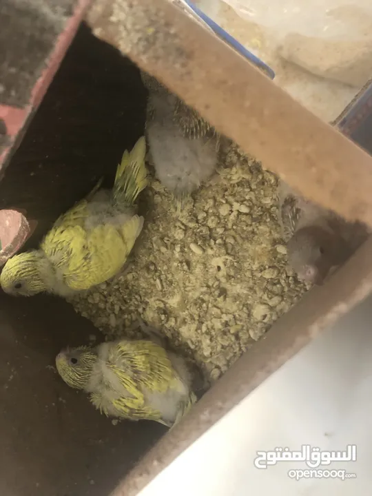 جوز حب معهم 4افراخ