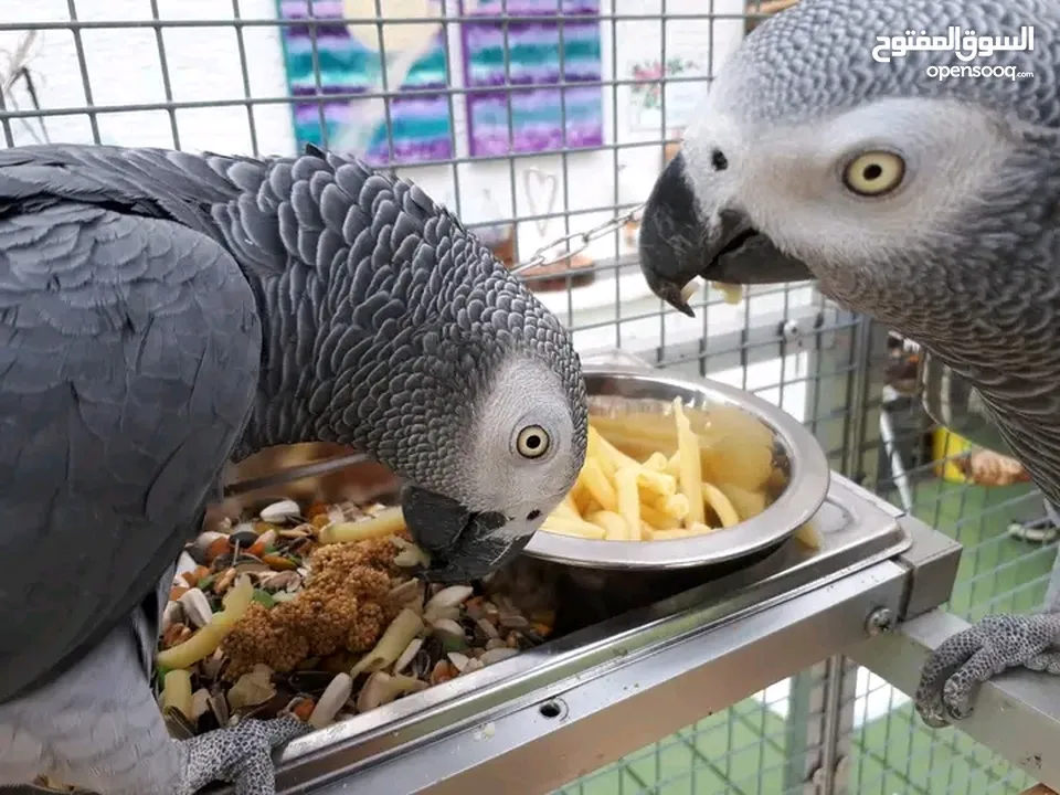 Pair of Timmy African grey.