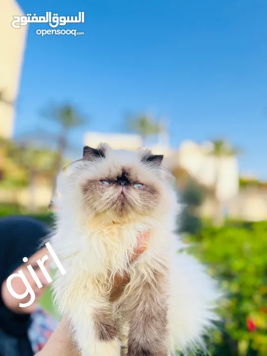 adorable Himalayan cat registered father CFA