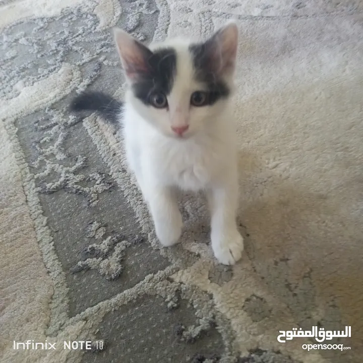 قط بلدي للتبني