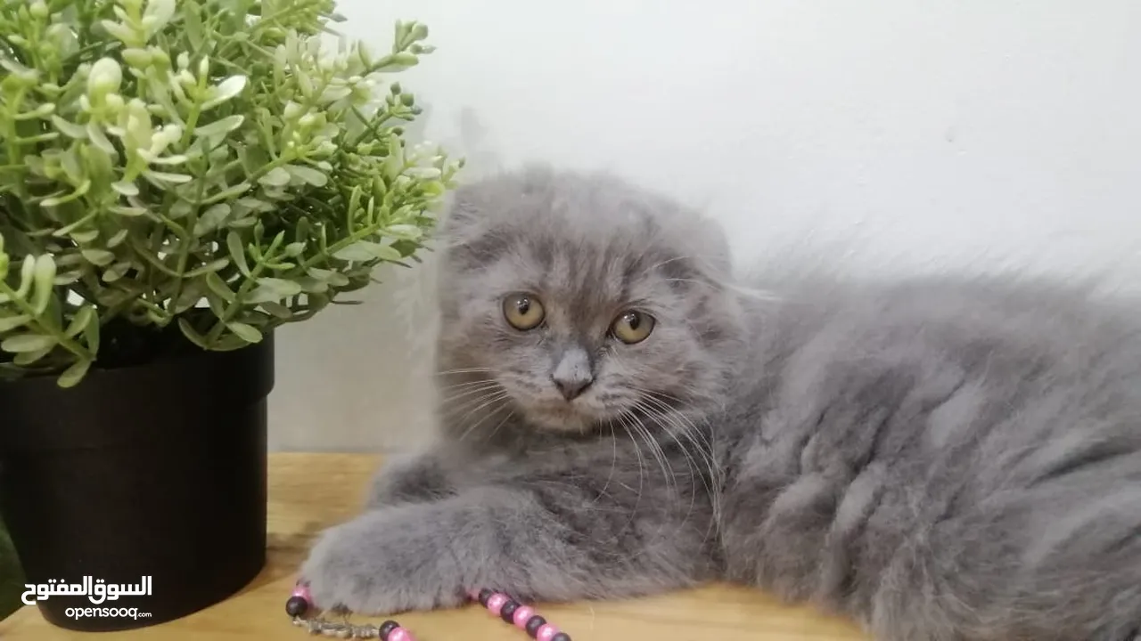 قطه اسكوتش فولد بلو Scottish fold female