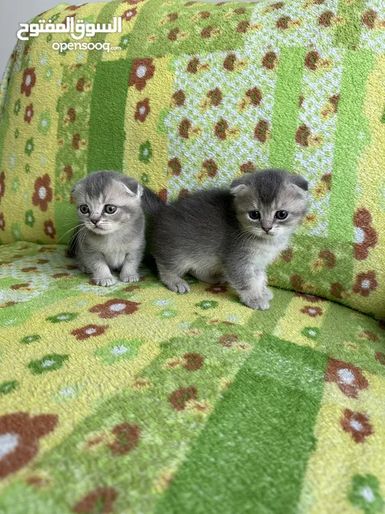 Scottish fold kitten