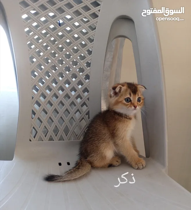 كتين سكوتش فولد وستريت