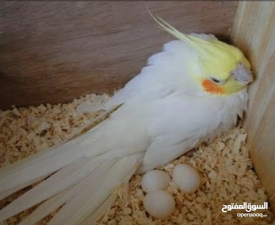 جوز كوكتيل لاتينو منتج اهالي فراخ تحتو 5 بيضات ولسى ما كمل بيض