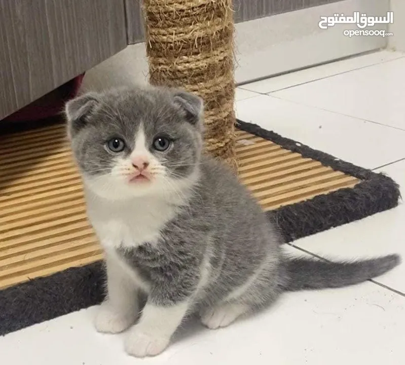 Scottish ( fold/straight ) short hair