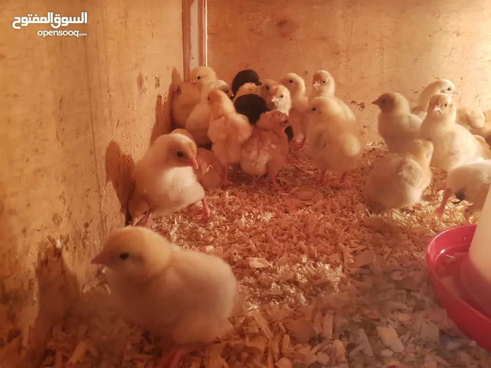 صوص لوهمان براون الالماني Lohman Brown  السلالة الاصلية