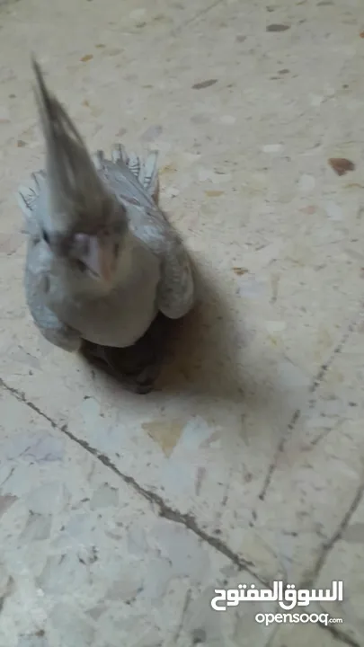 طيور كوكتيل مفطومات جديد