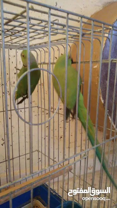 جوز ببغاء الدره السعر 70