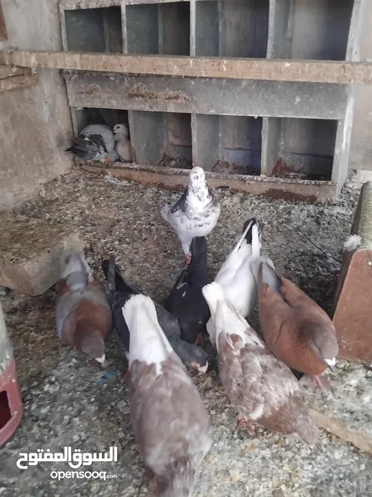 حمام احجام كبيرة للبيع لعدم التفرغ  ست جواز
