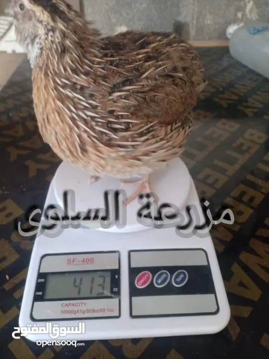 صيصان فري 15قرش الحبه