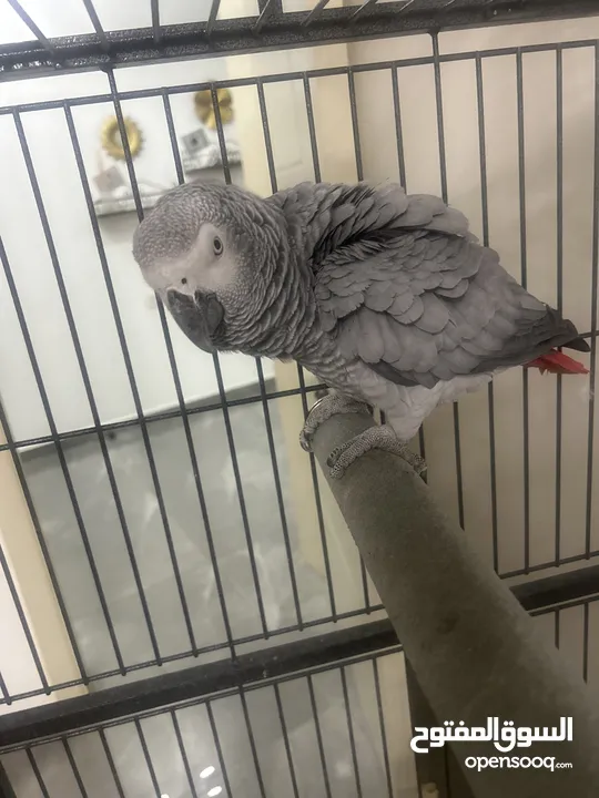 ببغاء كاسكو