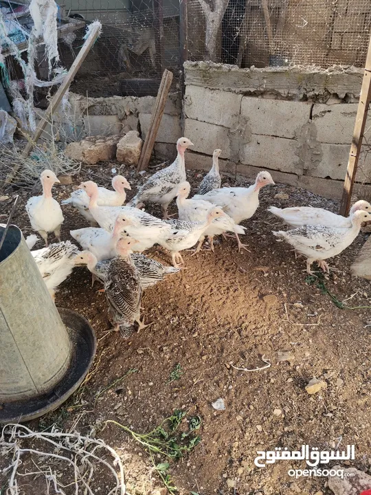 دجاح رومي حبش