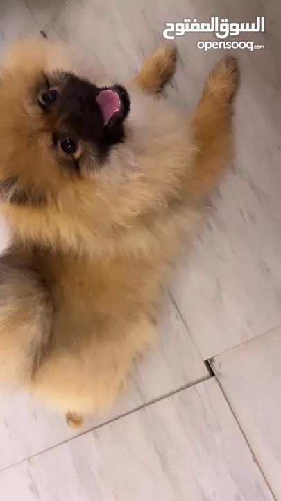 Pomeranian Nono