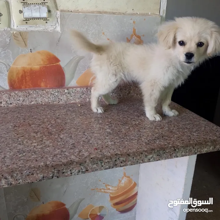 لولو فوكس انثى عمرها 6 اشهر