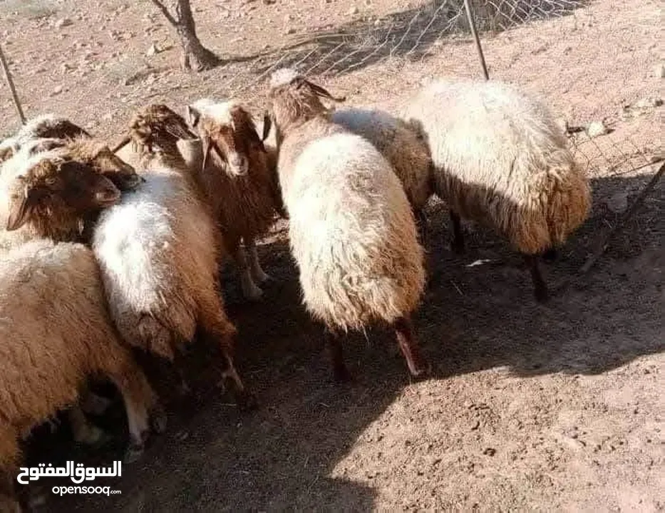 نبدأ بصلاة عل رسول الله  يوجد لدينا جميع انواع الذبائح البلديه- خراف - كباش_اغنام_