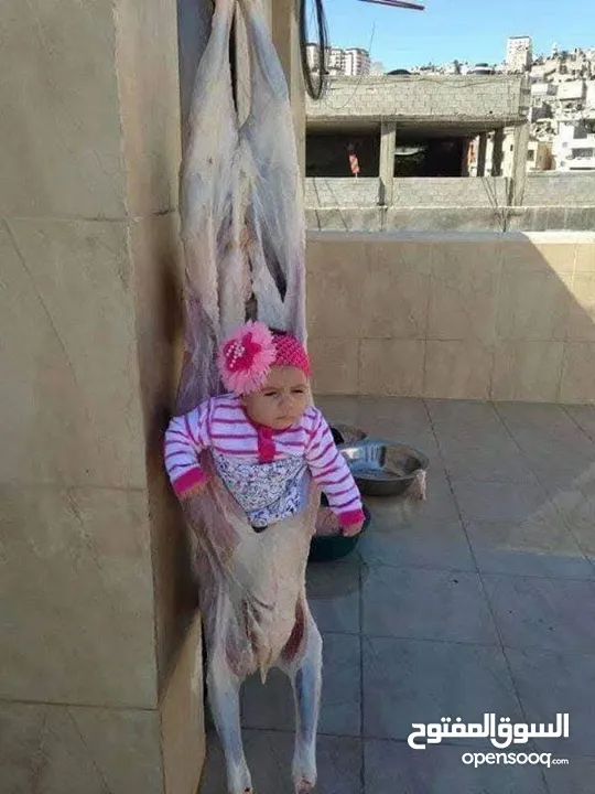 دبح حلال  .. انا جاهز.