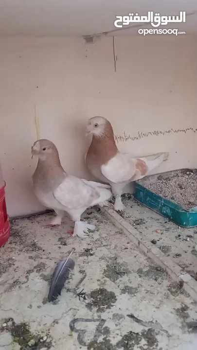 جوز حمام صابونيات حلوات للبيع شغلات مكفولات