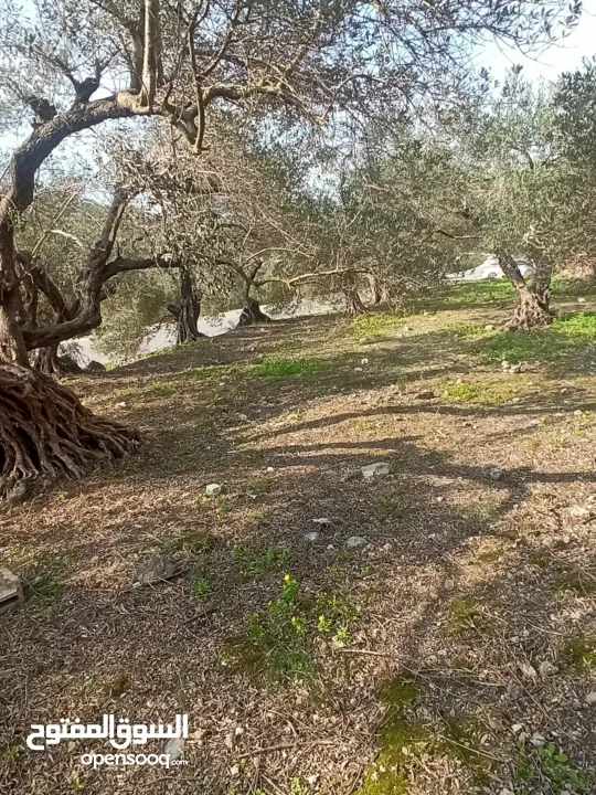 القبة الذهبية اراضي بلعا دير الغصون