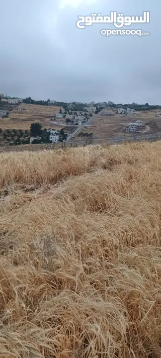 تبن ابيض نظيف نخب اول تبن السنه للبيع شوالات