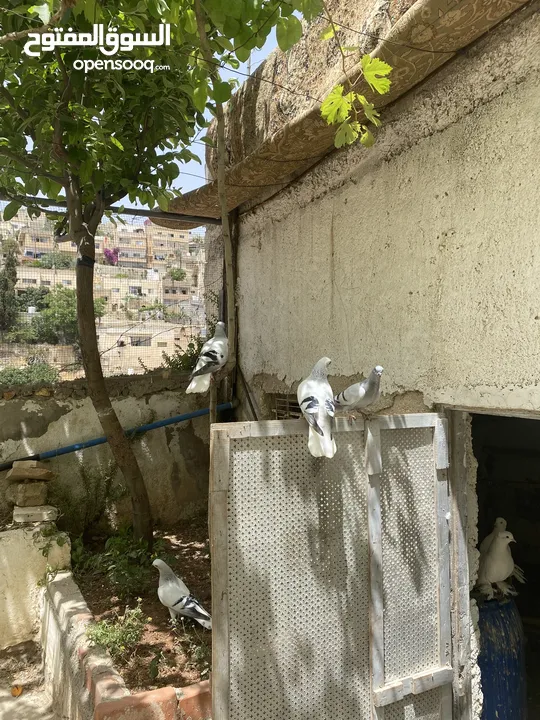 جوزين نوريات زرق مريوش فراخ