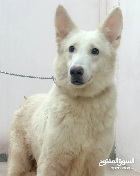 Pure white German shepherd puppies يراوه بيور وايت جيرمن شيبرد