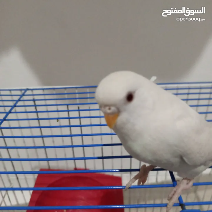 طيره حب انثى للبيع بسعر مغري جدا