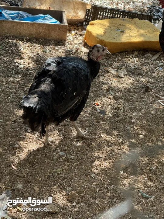 مجموعه طيور للبيع