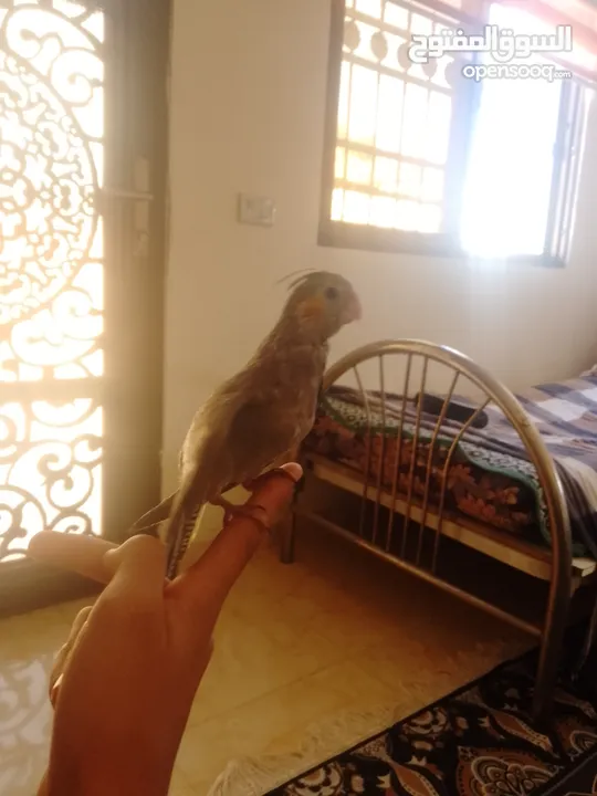 ببغاء كوكتيل اليف جدنننننن