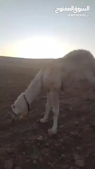 ناقه ضحيه طيبه ام ثاني