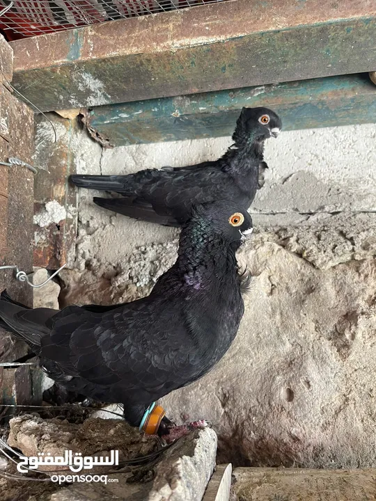 جواز حمام للبيع كوم
