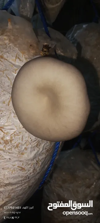 فطر محاري بلدي
