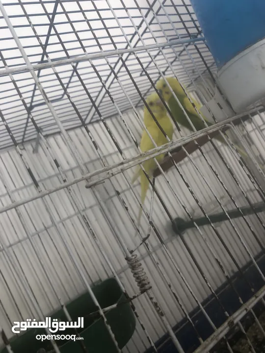 جوز حب معهم 4افراخ