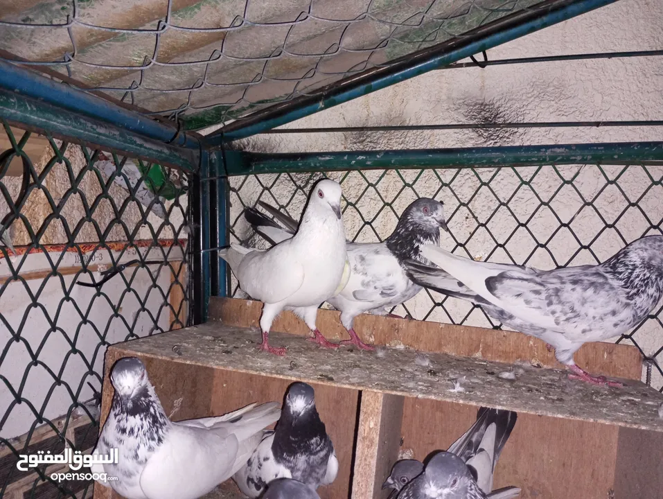 Pakistani pigeons highflyers