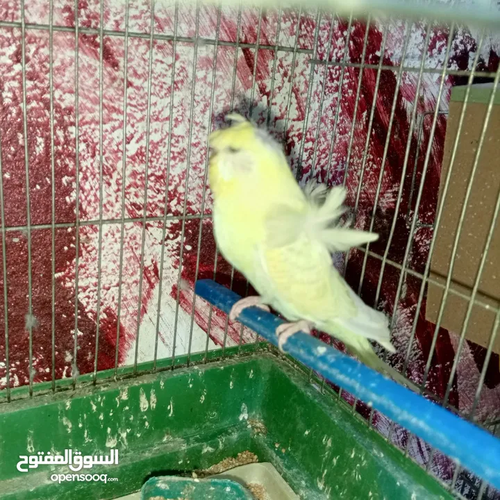 جواز حب مشكله