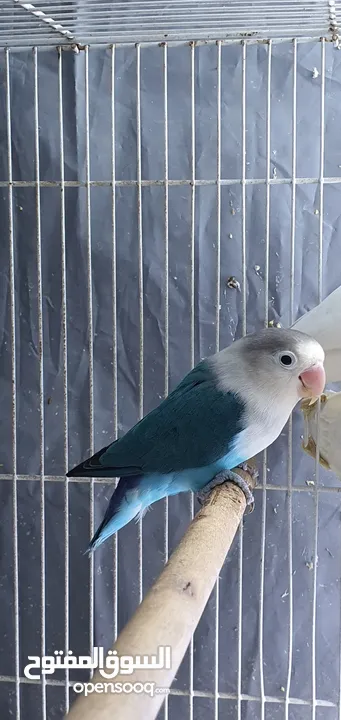 fischer lovebird breeder pair