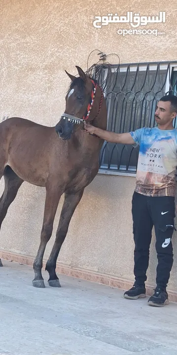 مهر عربي اصيل