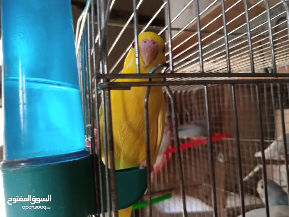 عصافير توكتيل جوز عصافير حب مخاليف