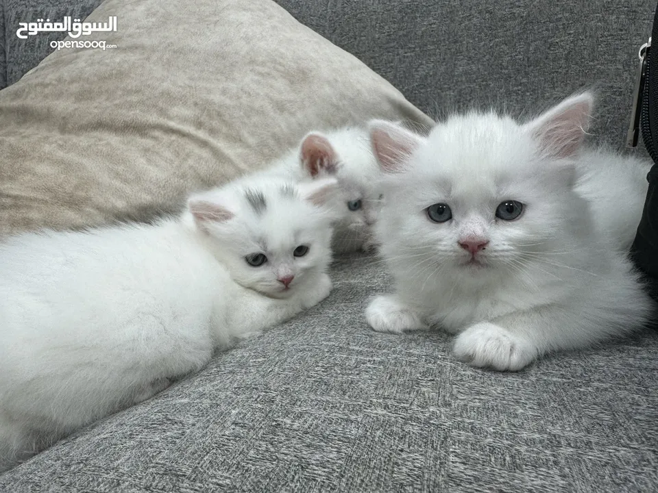 Persian Cats